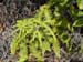 5_Fern1
