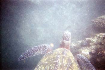 Turtle2