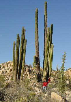 BigCactus