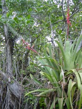 Bromeliad1