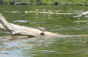 Turtle