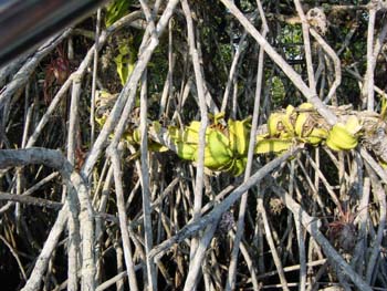snakecactus1