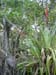 Bromeliad1