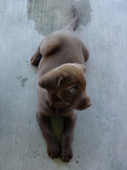 posing