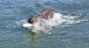 seadog